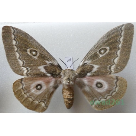 Gonimbrasia tyrrhea (Cramer, 1775) female ex. ovo South Africa 101mm3d